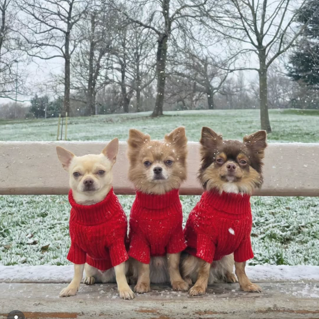 The Salvatore Paws on Instagram