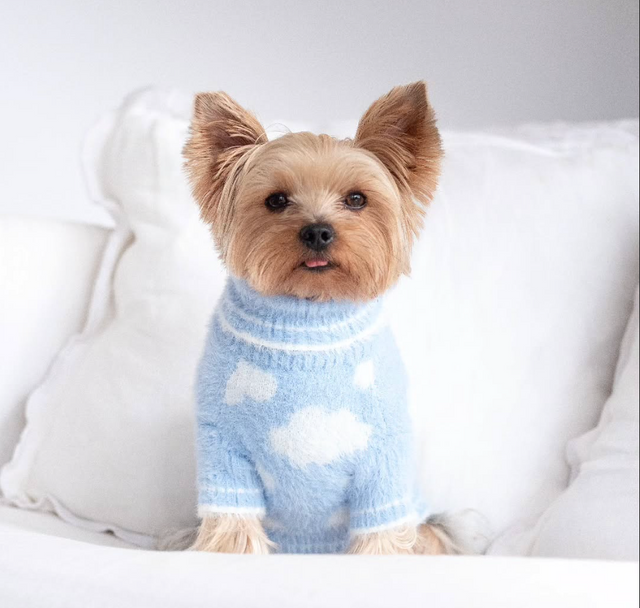 The Salvatore Paws on Instagram