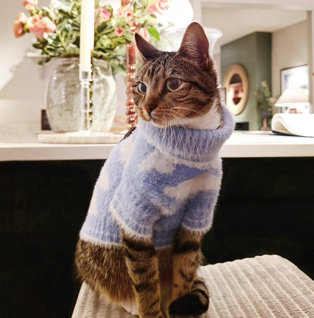 The Salvatore Paws on Instagram