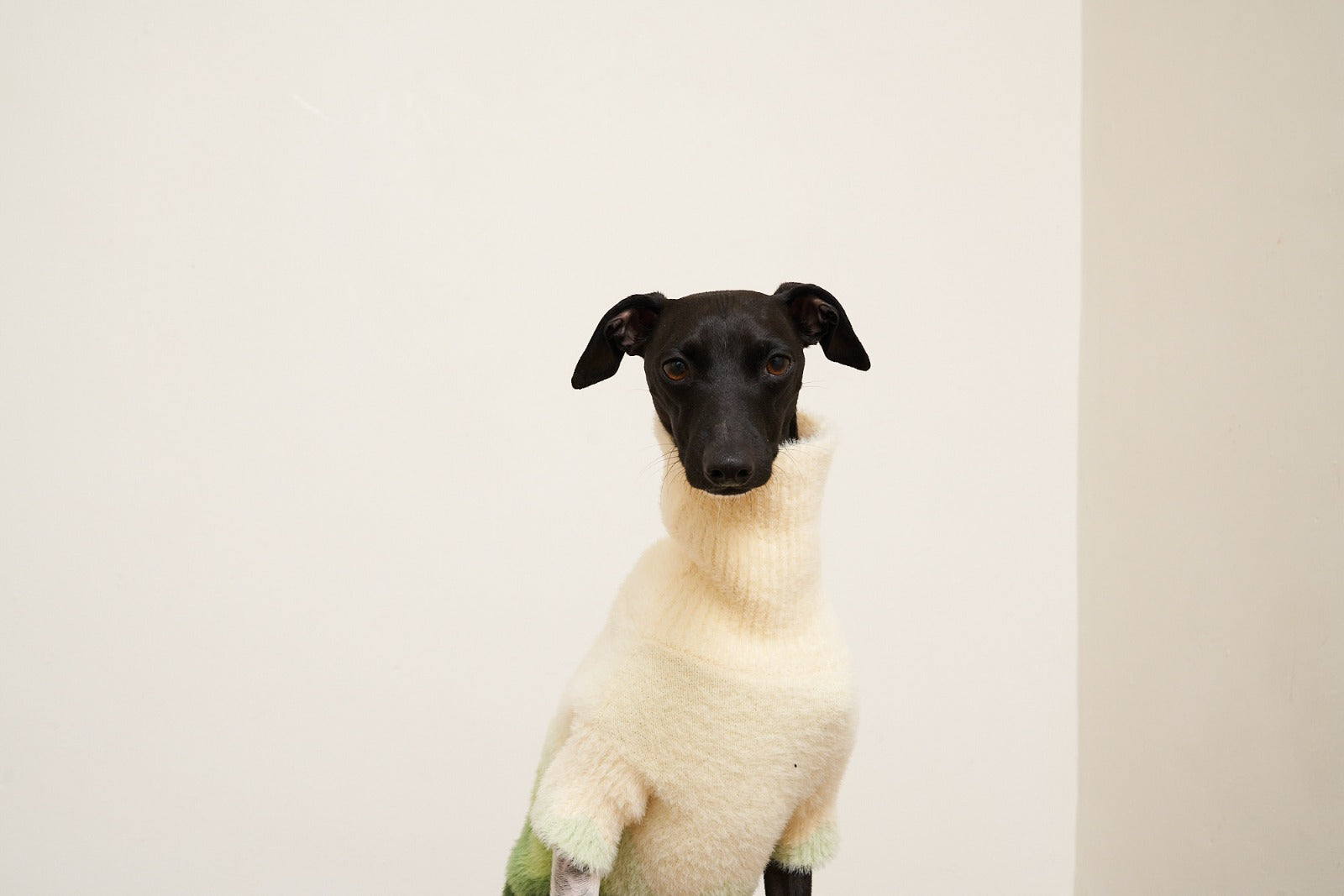 The Salvatore Paws knitwear collection